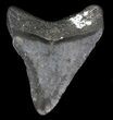 Juvenile Megalodon Tooth - Venice, Florida #36685-1